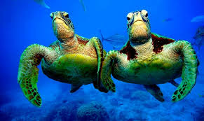 photo turtle team